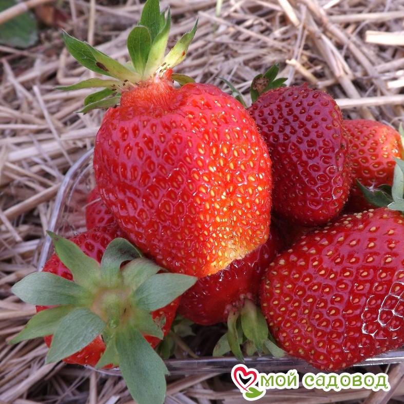 Клубника Презент