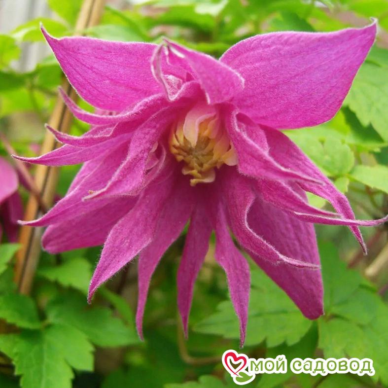 КЛЕМАТИС БАЛЕТ СКЕТ