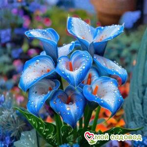 Калла Портрейт