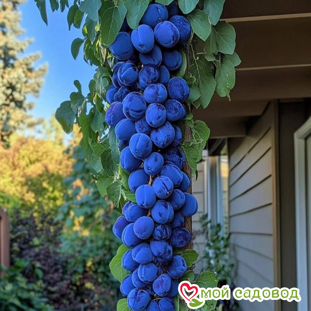 Слива Оленька колоновидная